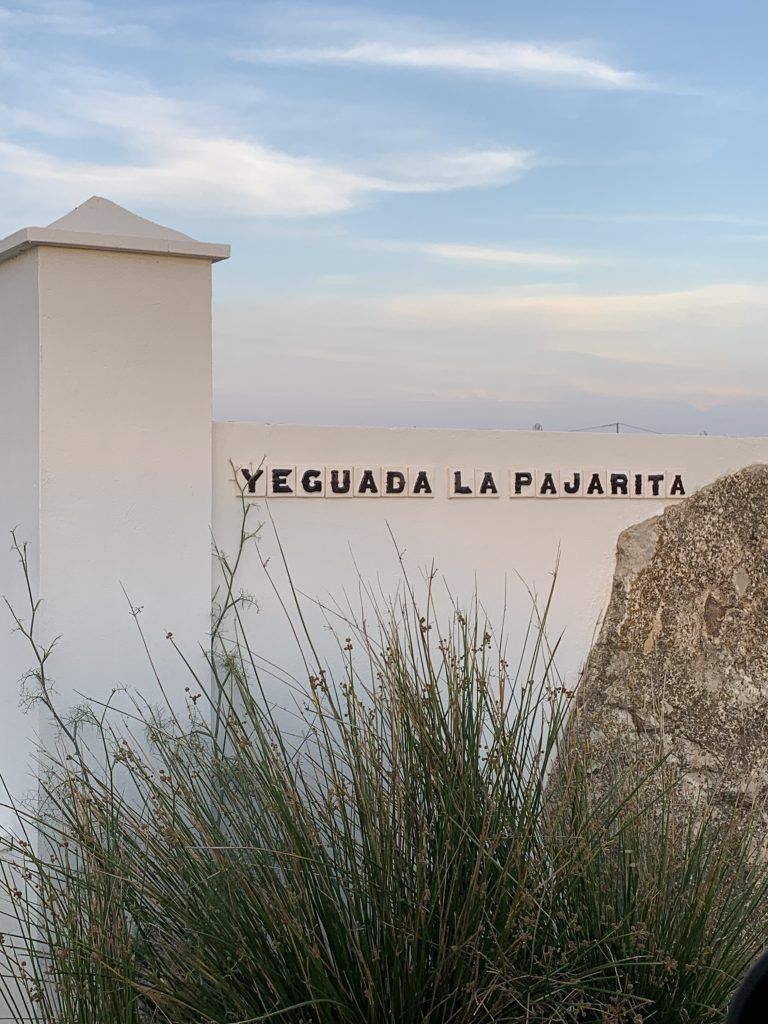 caballos pura sangre in vendita